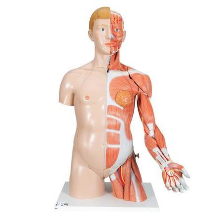 3B SCIENTIFIC Deluxe Dual-Sex Torso, 33 part - w/ 3B Smart Anatomy 1000205